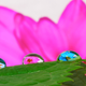 Illustration for article titled Shooting Challenge: Macro Gallery 2